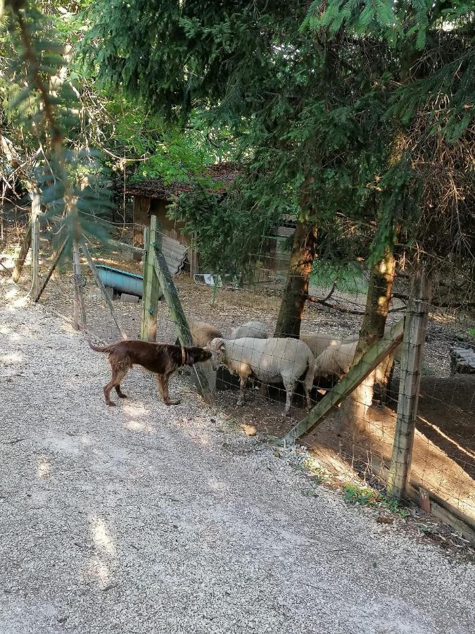 הוילה Zalaszanto Parraghegy Apartman מראה חיצוני תמונה